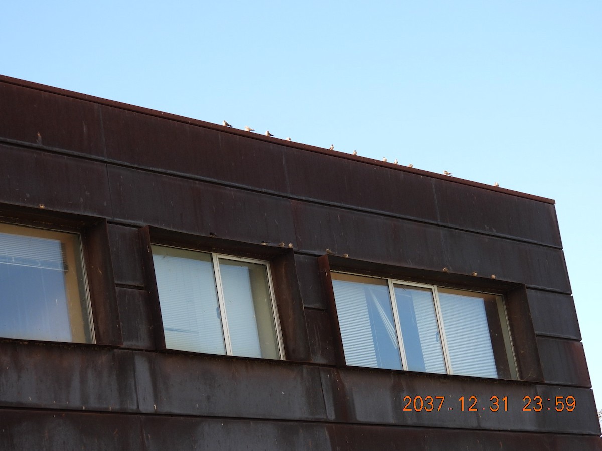 Eurasian Crag-Martin - ML645594068