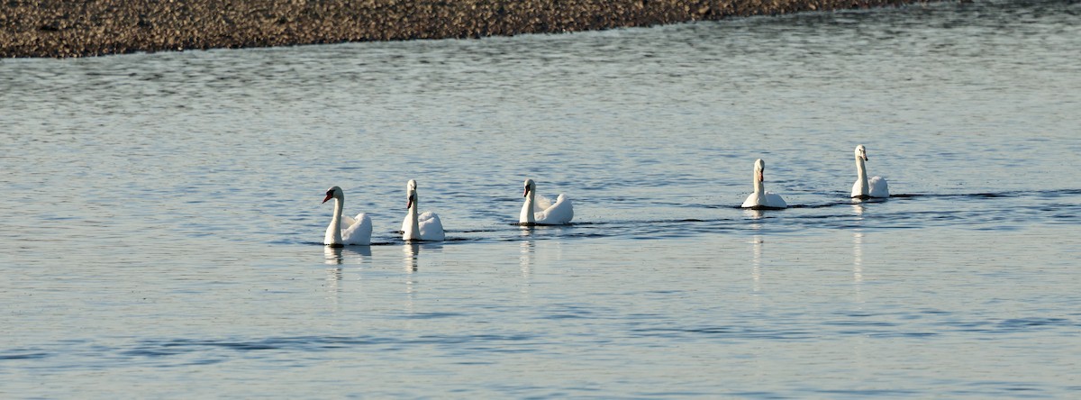 Mute Swan - ML645594070