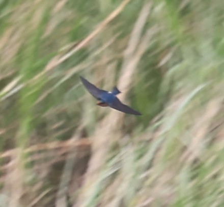 House Swift - ML645594071