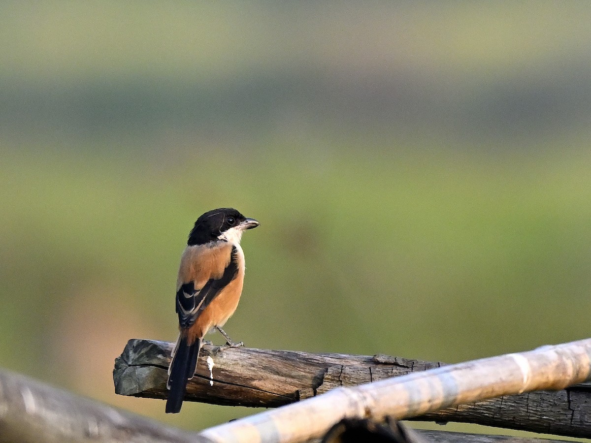 Long-tailed Shrike - ML645594072