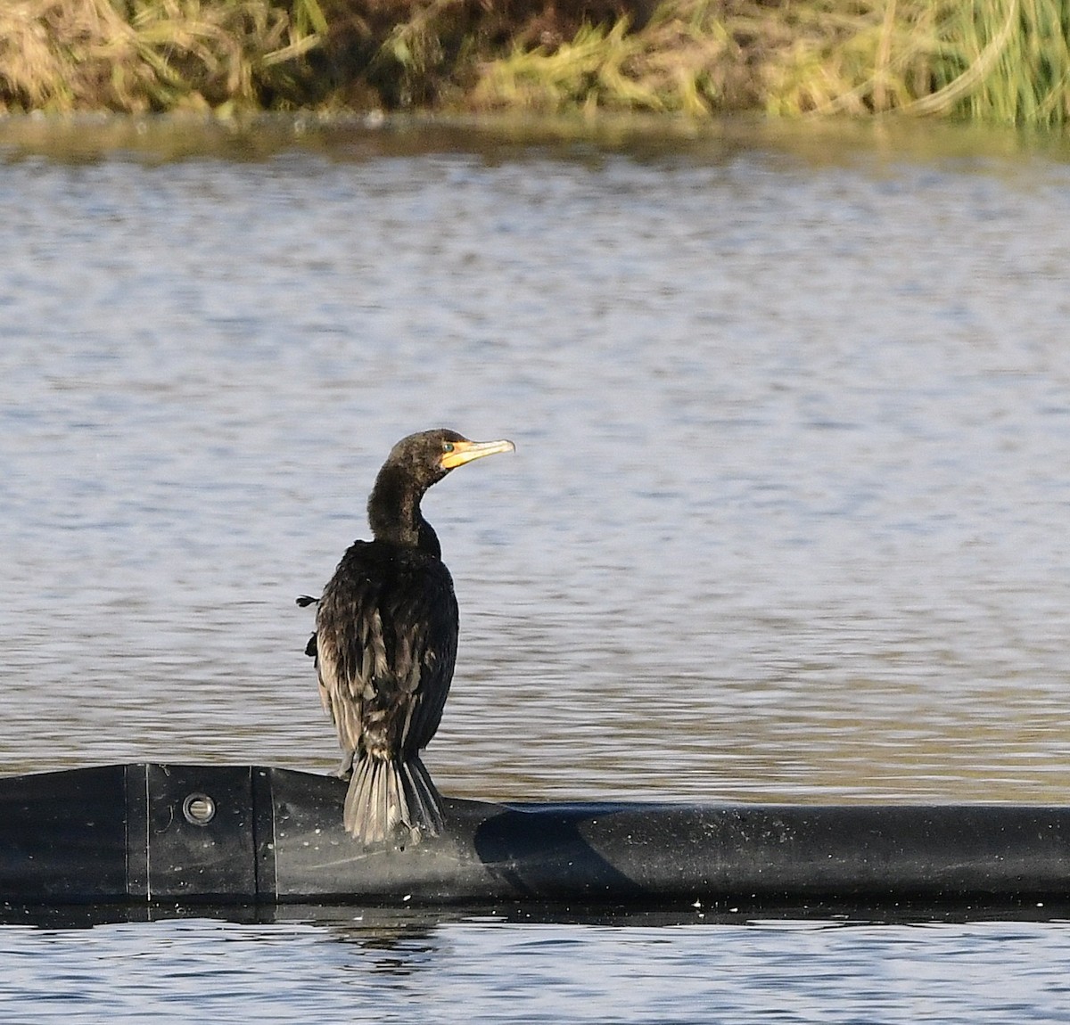 Double-crested Cormorant - ML645594073