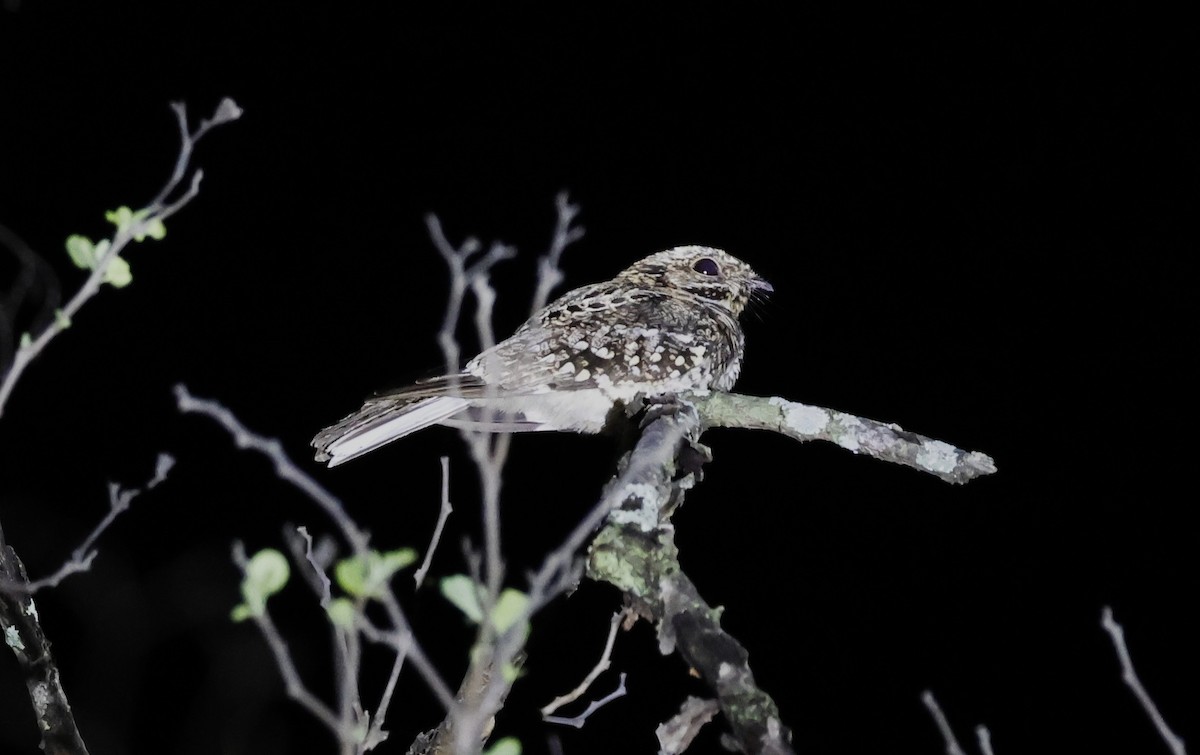 Scrub Nightjar - ML645594074