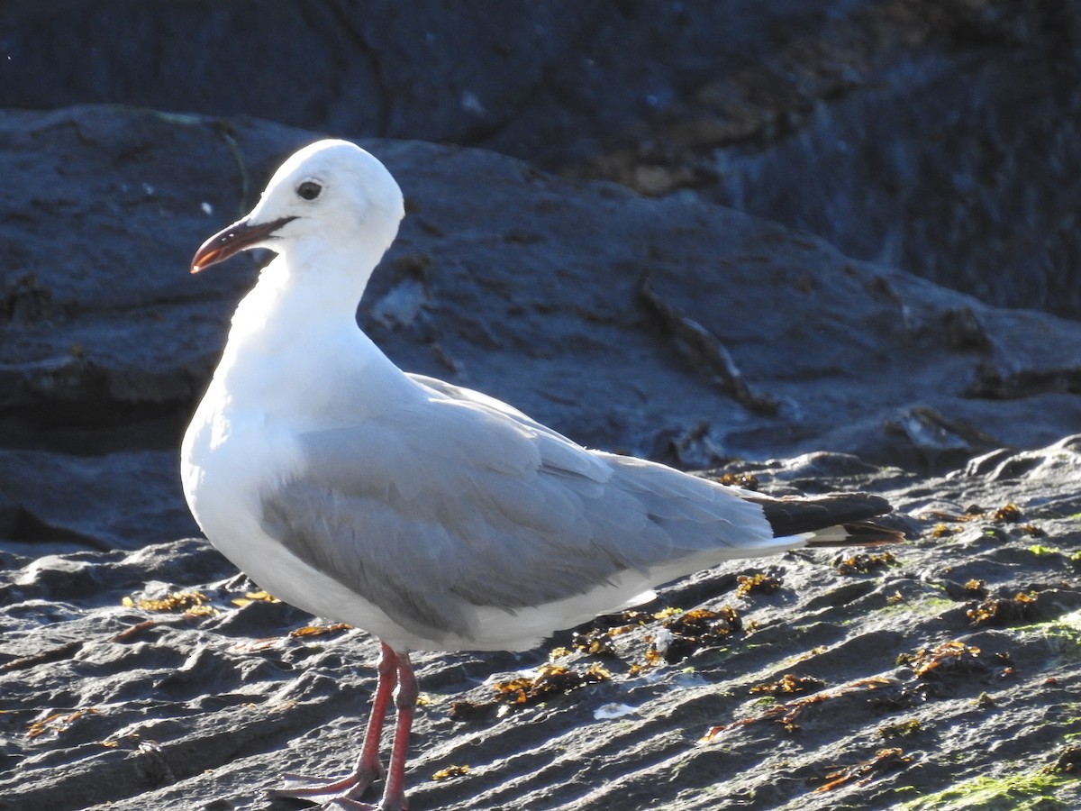 Hartlaub's Gull - ML645594075