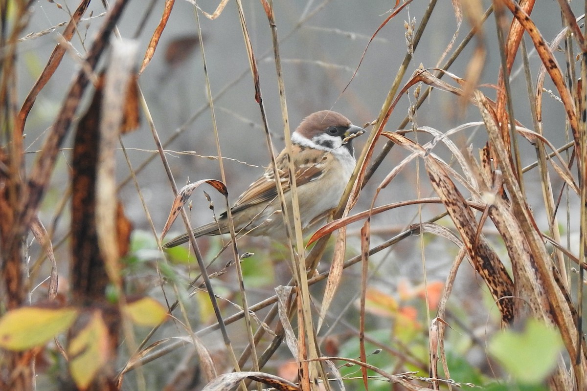 Eurasian Tree Sparrow - ML645594076