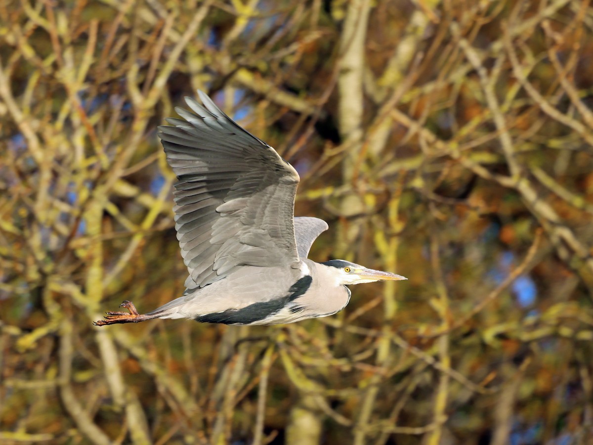 Gray Heron - ML645594077