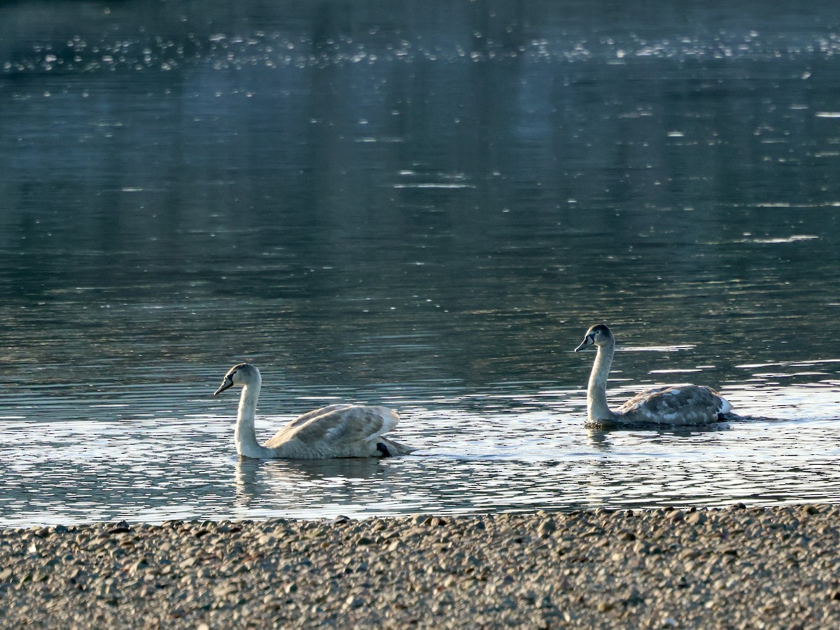 Mute Swan - ML645594078