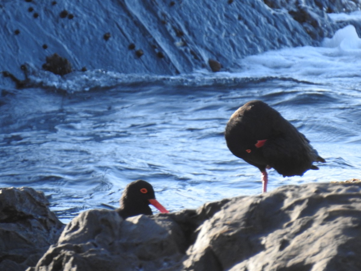 African Oystercatcher - ML645594079