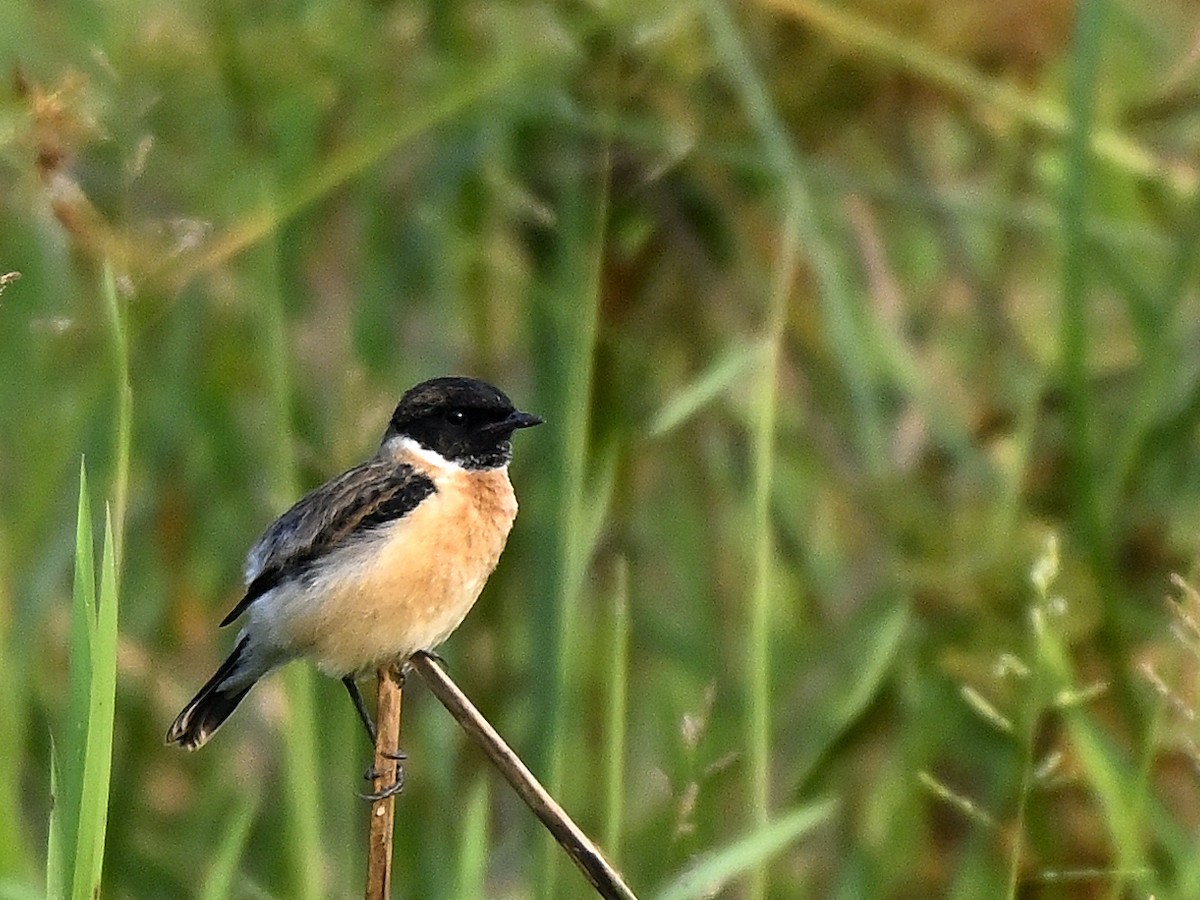 Siberian Stonechat - ML645594081