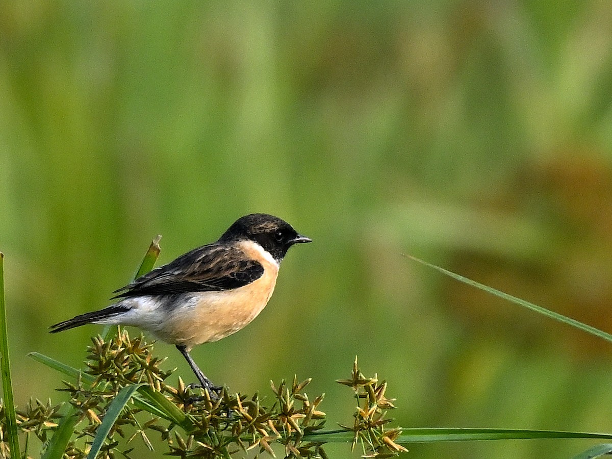 Siberian Stonechat - ML645594082
