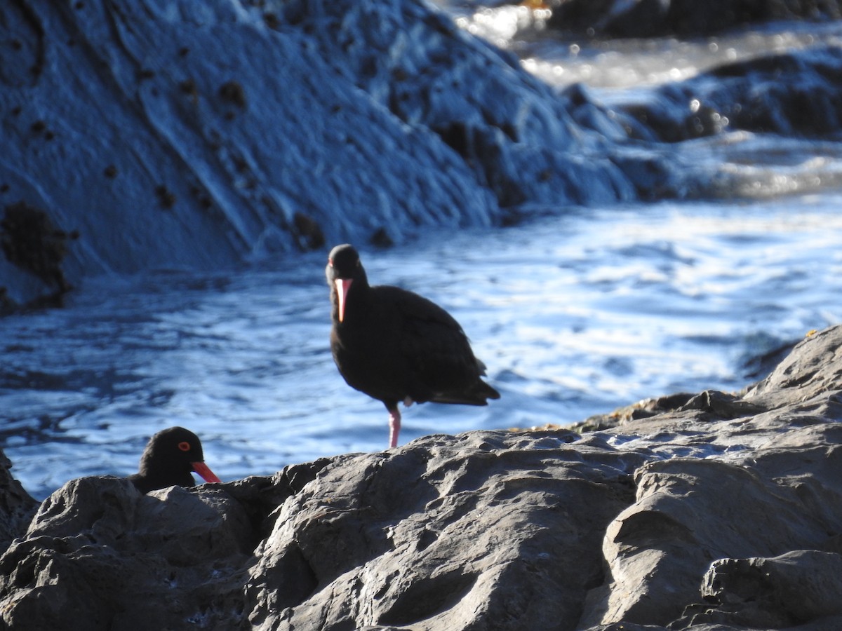 kappsvarttjeld - ML645594083