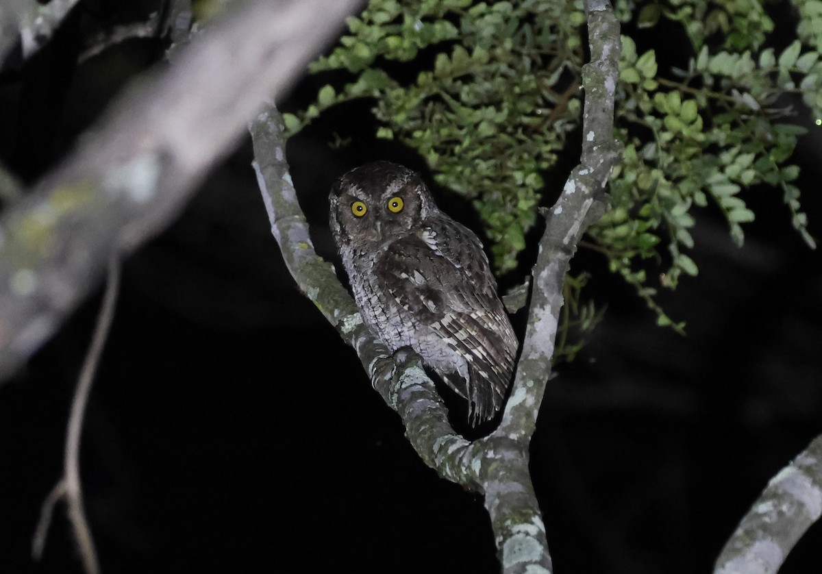 marañonugle - ML645594084