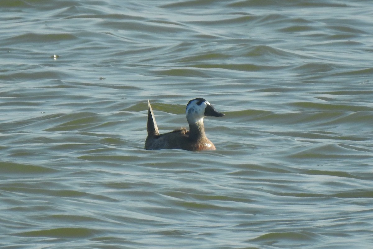 hvithodeand - ML645594085