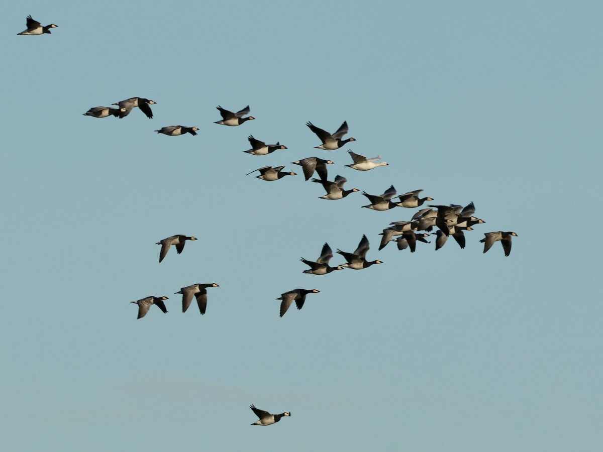 hvitkinngås - ML645594086