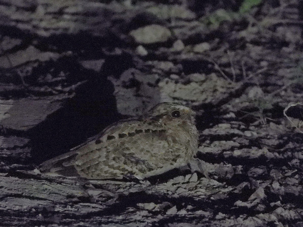 pauraquenattravn - ML645594087