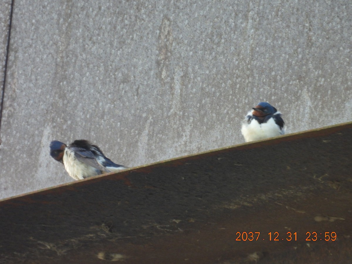 låvesvale - ML645594088