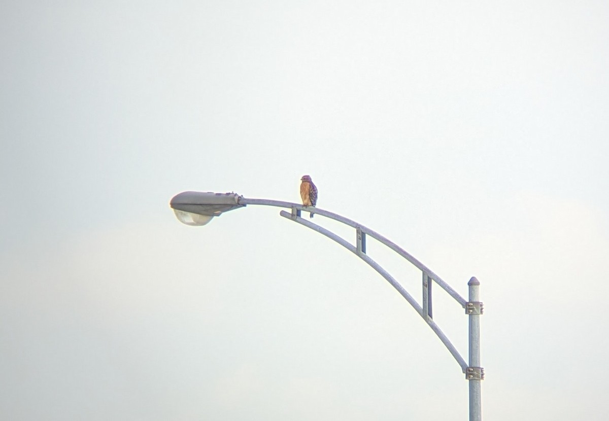 rødvingevåk - ML645594089