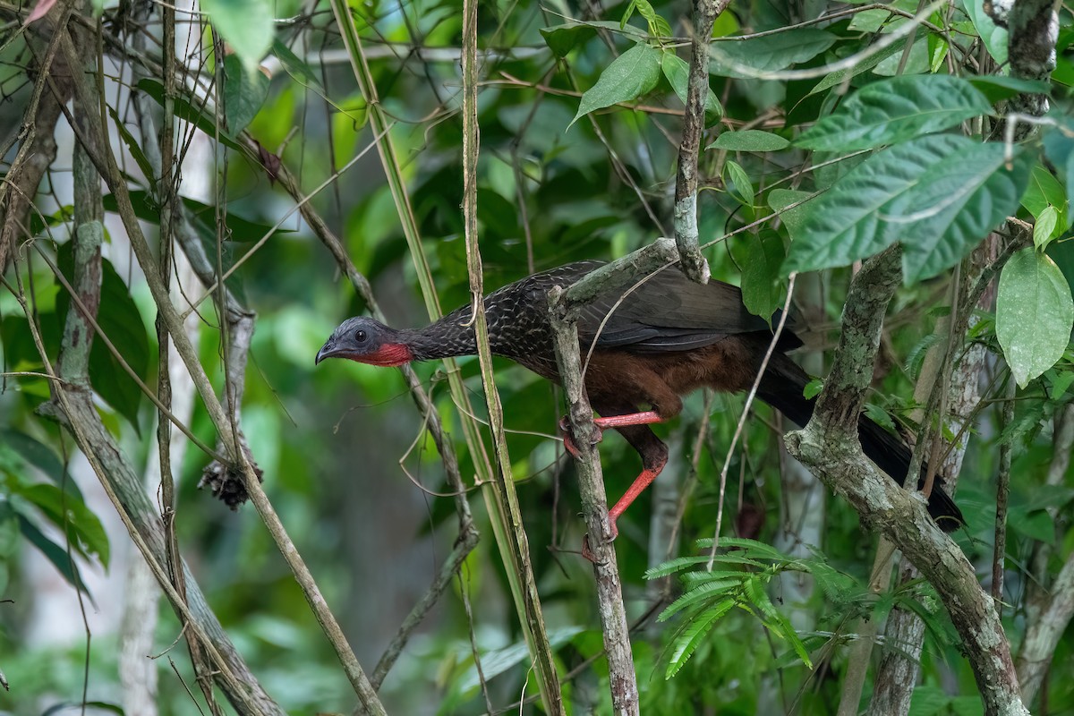 jungelhokko - ML645594090