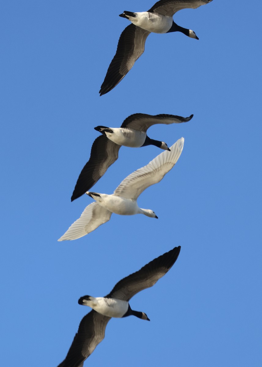 hvitkinngås - ML645594092