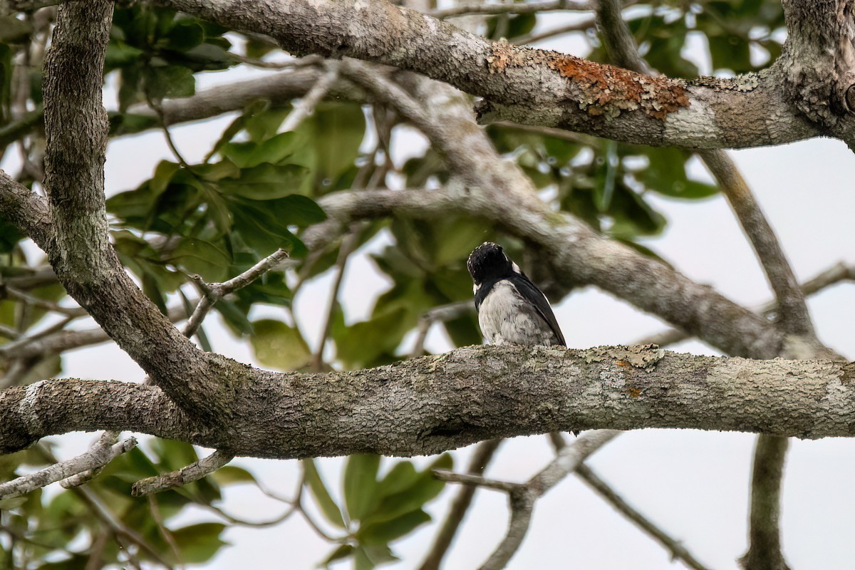 perledovenfugl - ML645594093