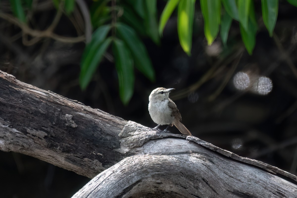 elvetyrann - ML645594095