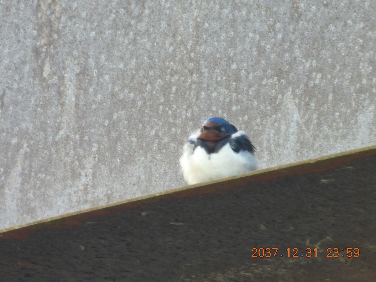 låvesvale - ML645594097