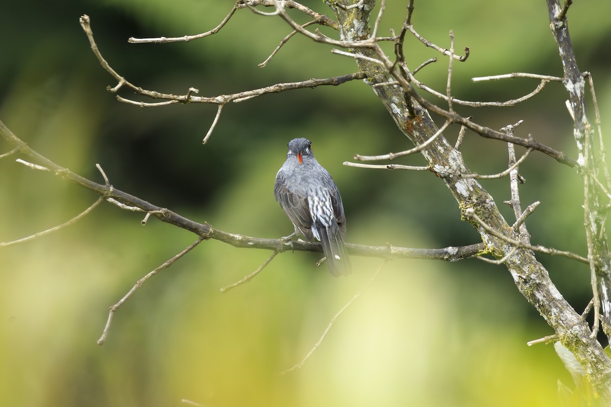 rødtoppkotinga - ML645594098