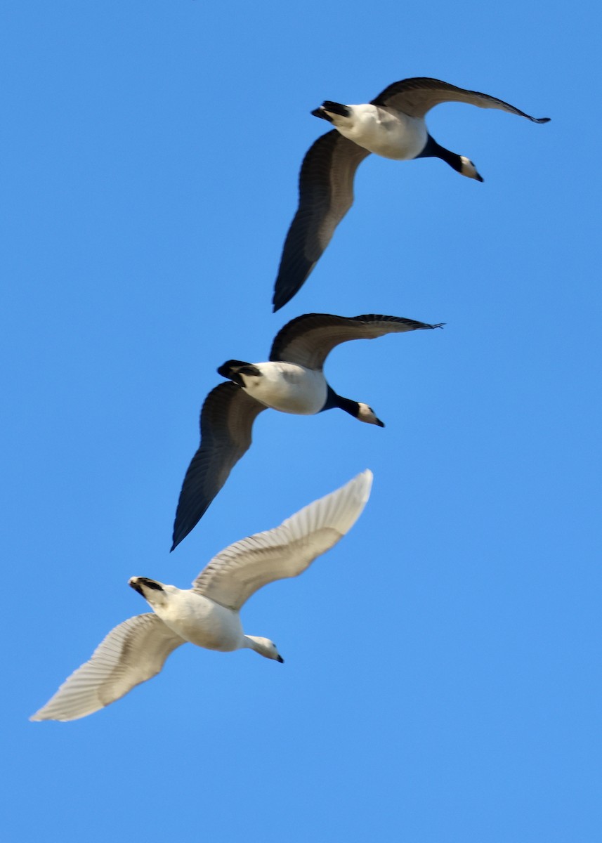 hvitkinngås - ML645594099