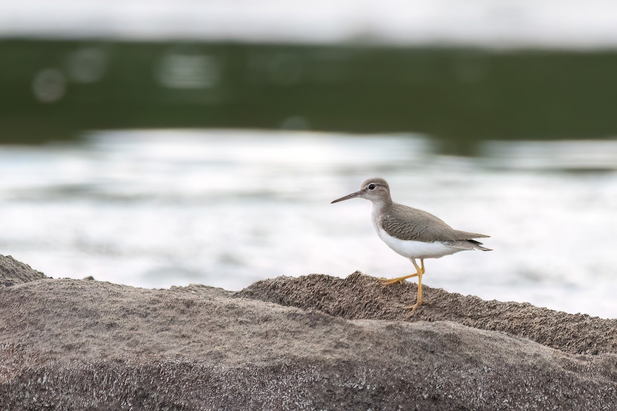 flekksnipe - ML645594100