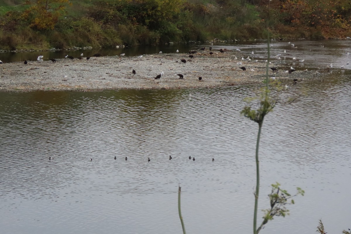 kalkunkondor - ML645594101