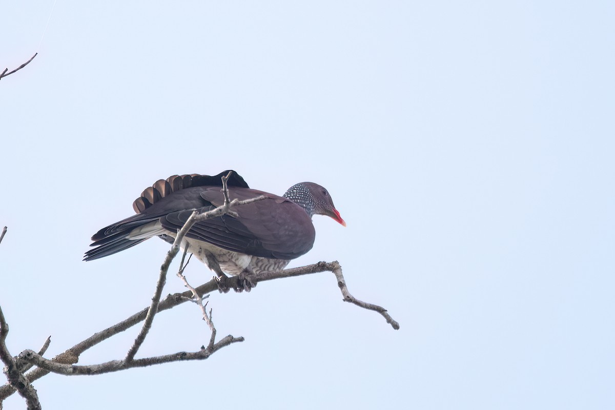 skjelldue - ML645594102