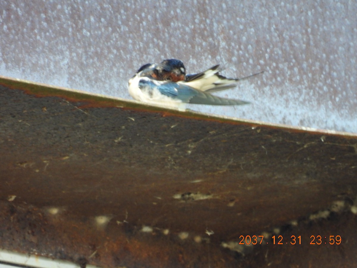 låvesvale - ML645594103