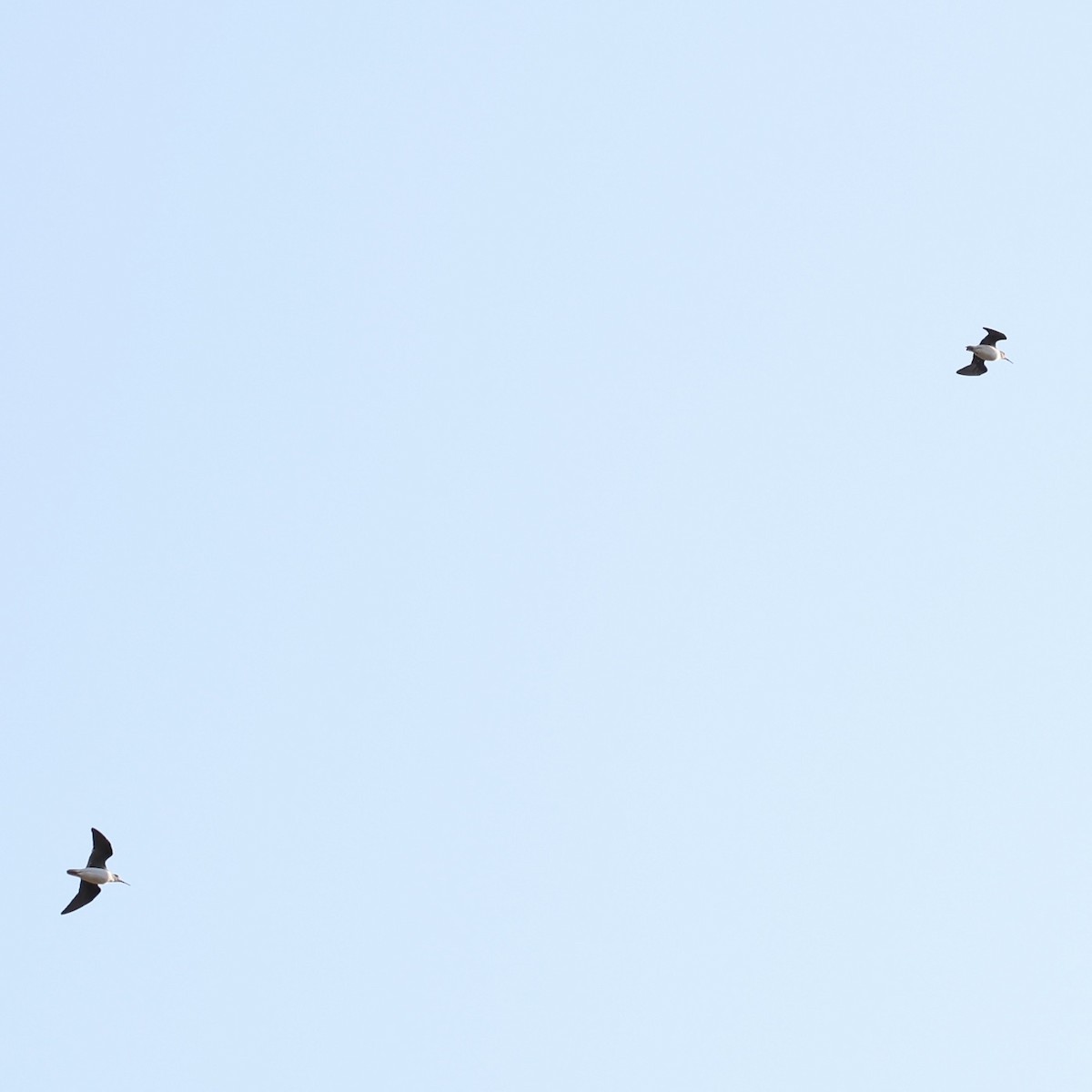 skogsnipe - ML645594105