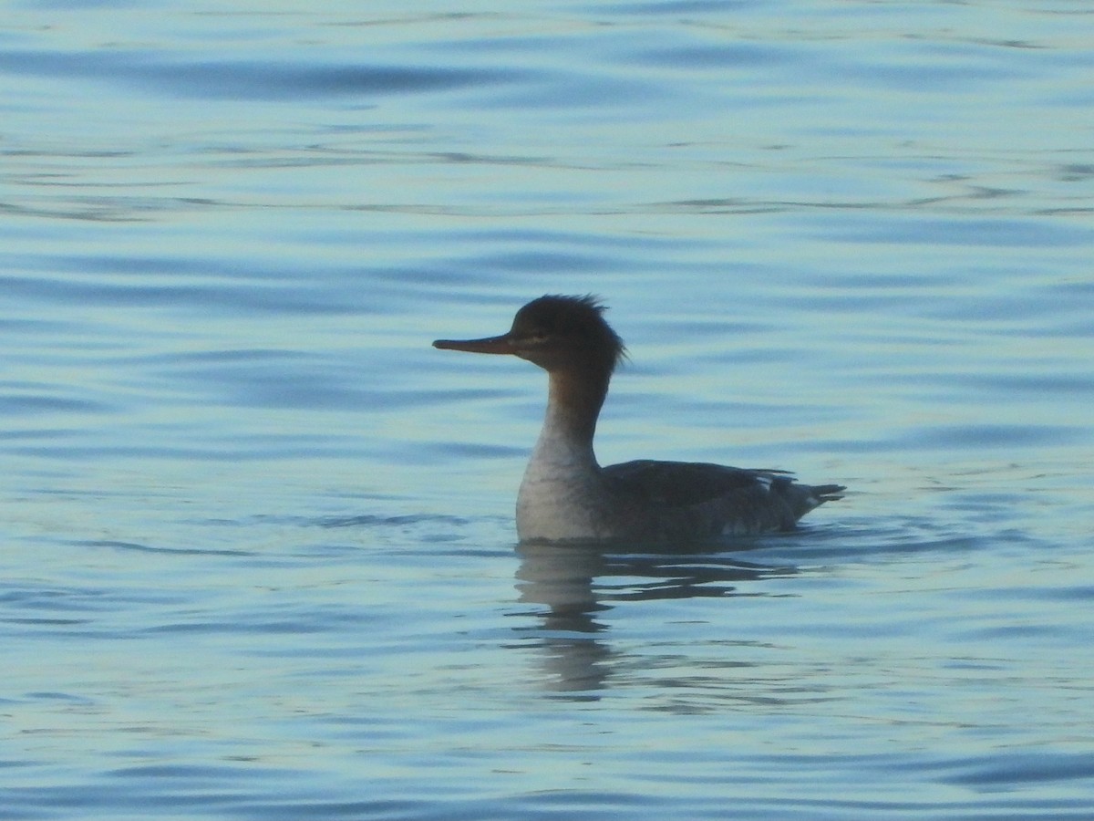 Red-breasted Merganser - ML645594107