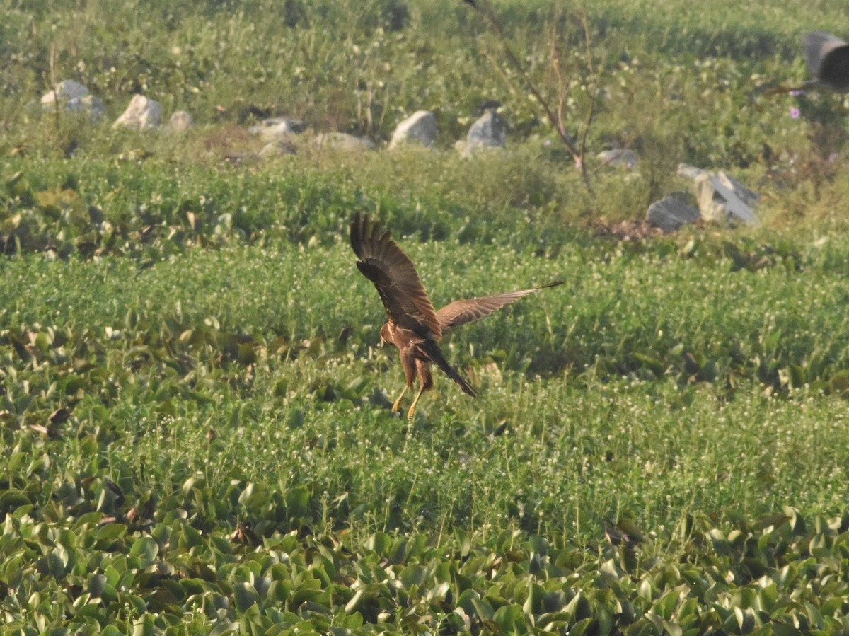 Western Marsh Harrier - ML645594111