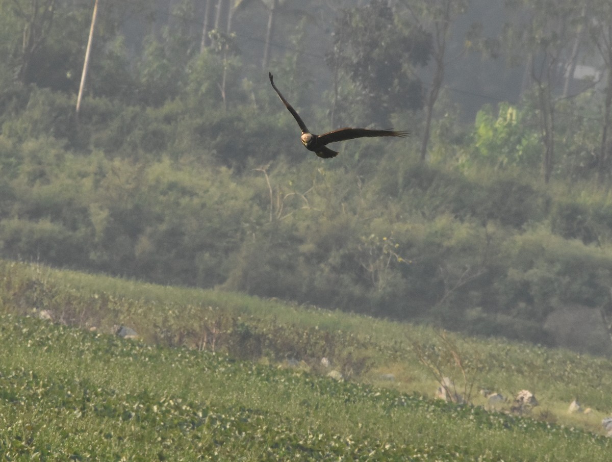 Western Marsh Harrier - ML645594112