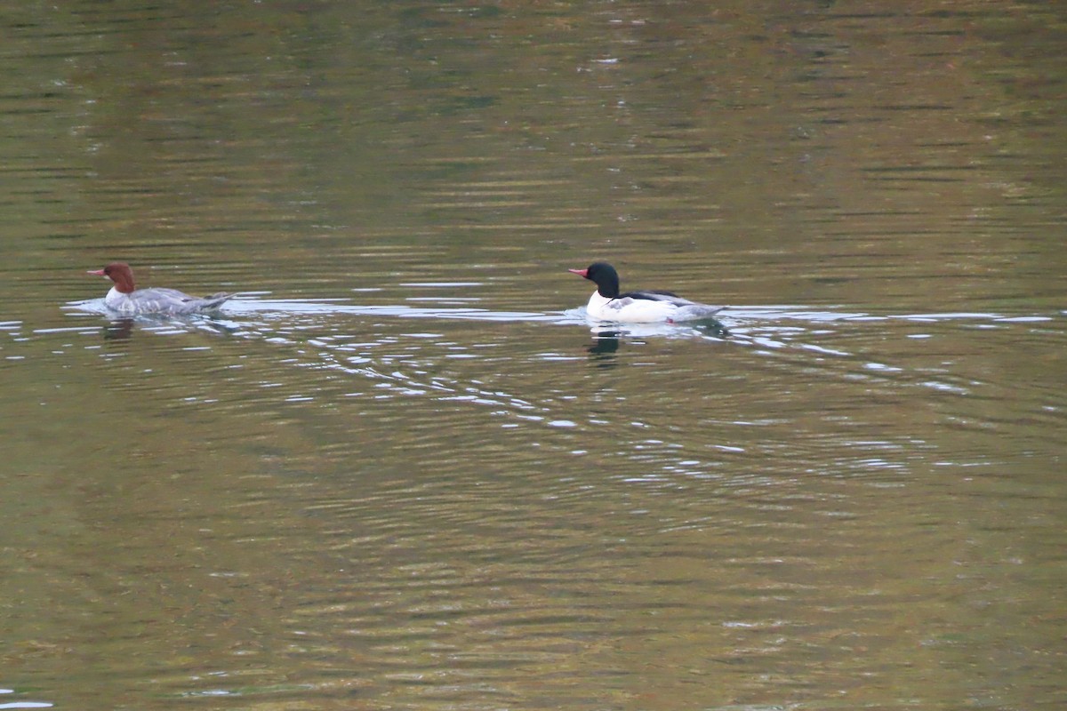Common Merganser - ML645594117
