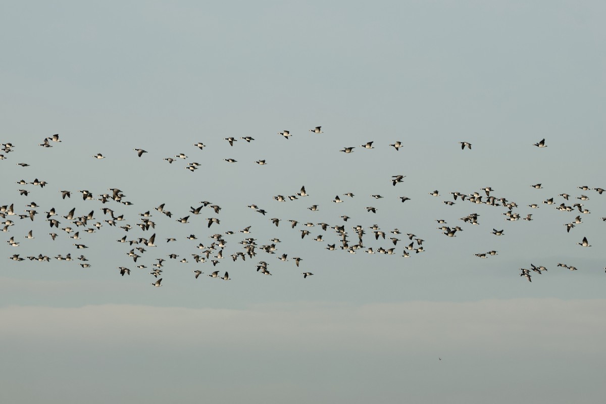 Barnacle Goose - ML645594118