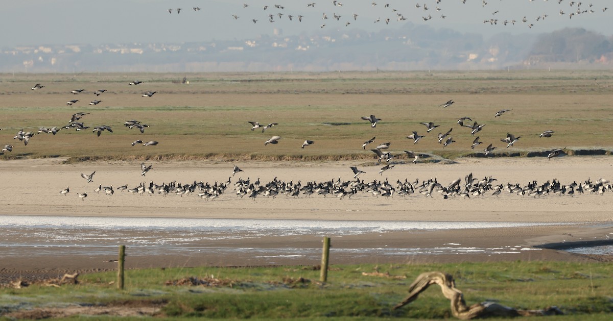 Barnacle Goose - ML645594119