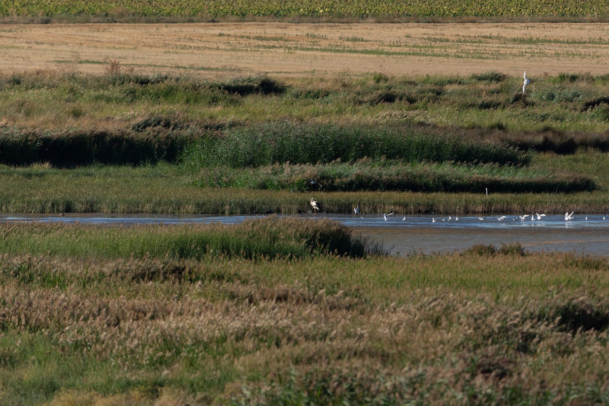 White Stork - ML645594120
