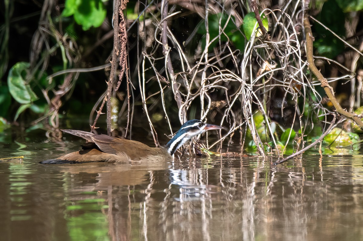 Sungrebe - ML645594121