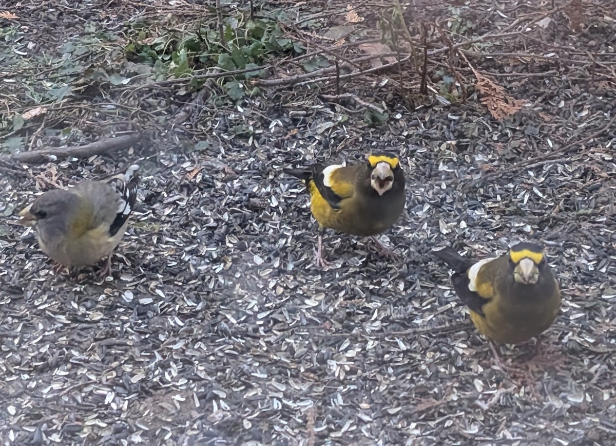 Evening Grosbeak - ML645594122