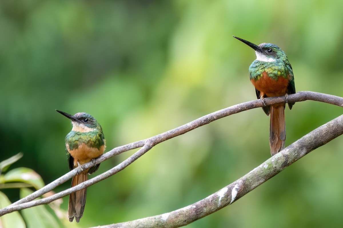Rufous-tailed Jacamar - ML645594123
