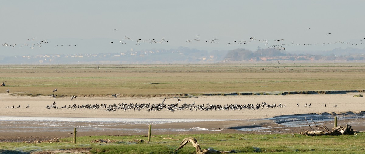 Barnacle Goose - ML645594125