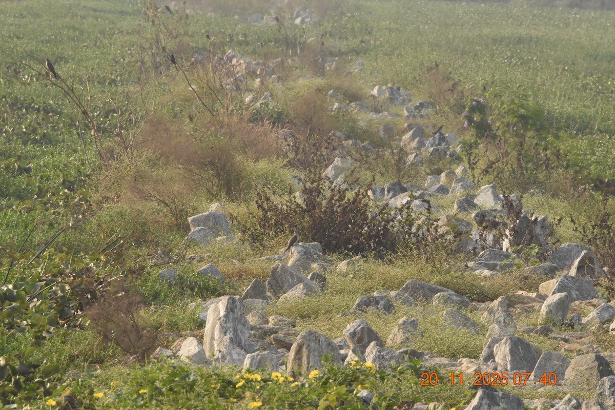 Common Cuckoo - ML645594126