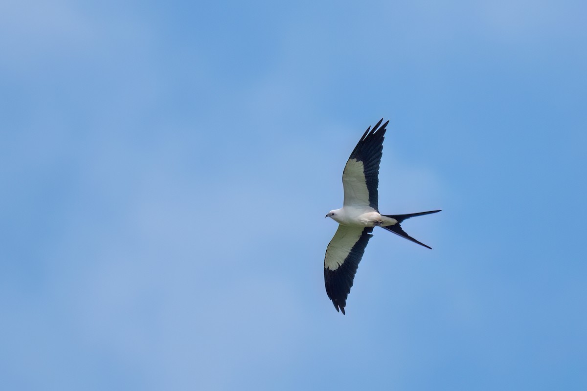 Swallow-tailed Kite - ML645594127