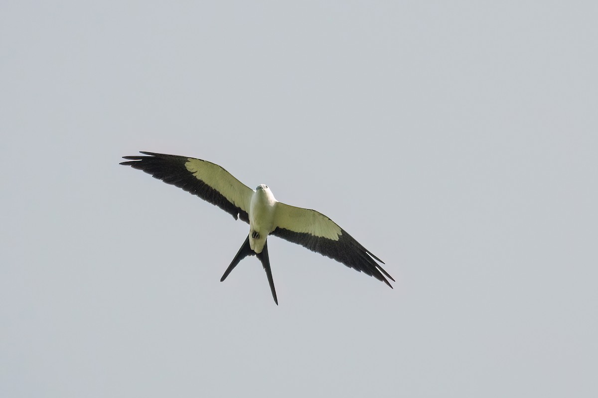 Swallow-tailed Kite - ML645594128