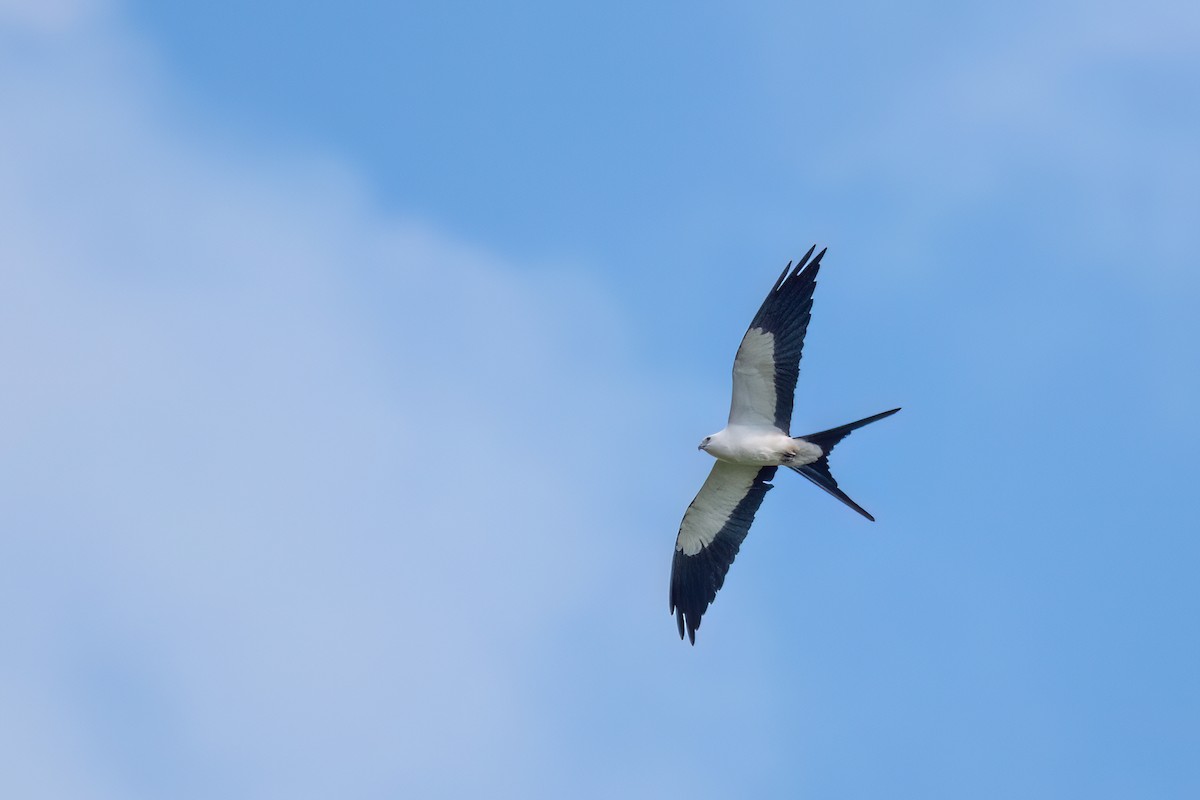 Swallow-tailed Kite - ML645594129