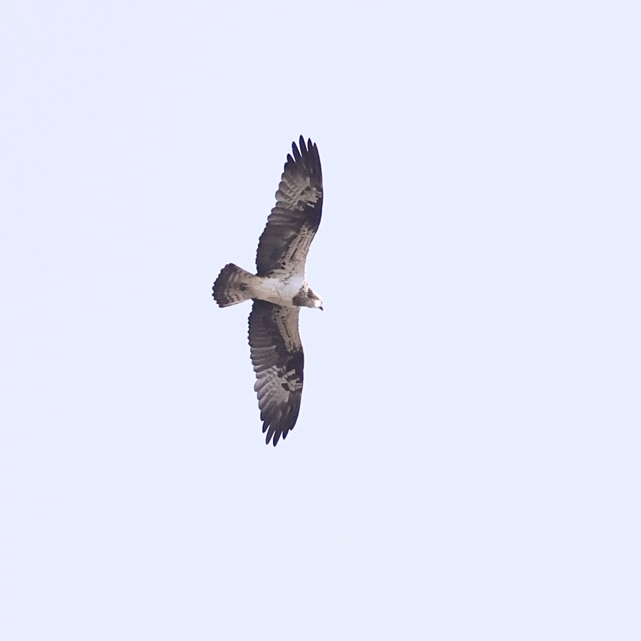 Osprey - ML645594130