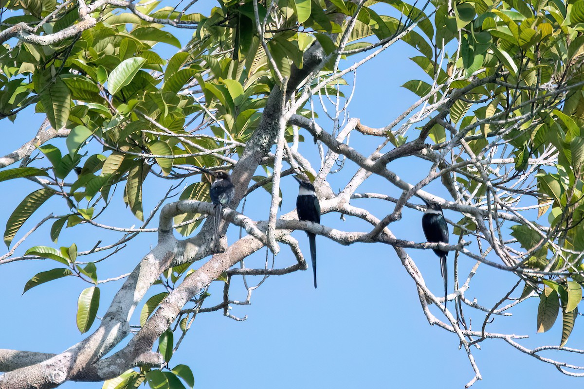 Paradise Jacamar - ML645594131