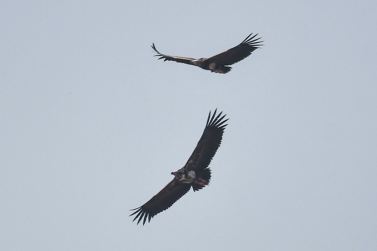Red-headed Vulture - ML645594134